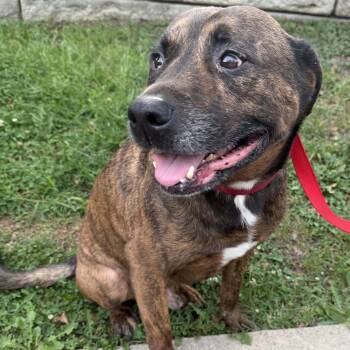Beau -  Pit Bull Terrier Dog for Adoption in Richboro, Pennsylvania - Beau | PetCurious