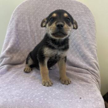 Pit Bull Terrier Dogs Available for Adoption in Kanab, Utah - Candy Button | PetCurious