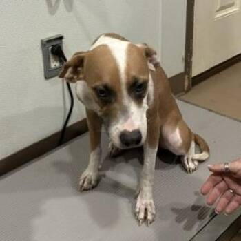Pandemic -  Whippet and Mixed Breed Dog for Adoption in Buchanan Dam, Texas - Pandemic | PetCurious