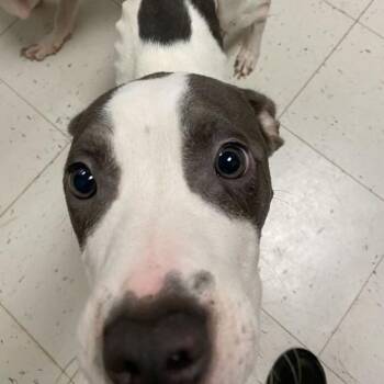 Duusu -  Mixed Breed Dog for Adoption in Davenport, Iowa - Duusu | PetCurious
