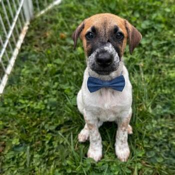 Rafa -  Great Pyrenees and Rhodesian Ridgeback Dog for Adoption in Gainesville, Virginia - Rafa | PetCurious
