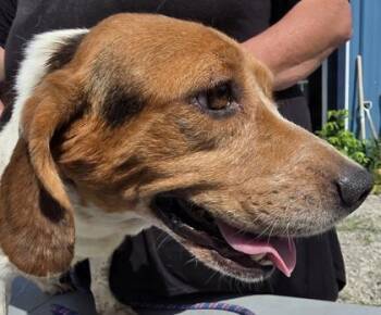 Lili -  Beagle Dog for Adoption in Simcoe, Ontario - Lili | PetCurious