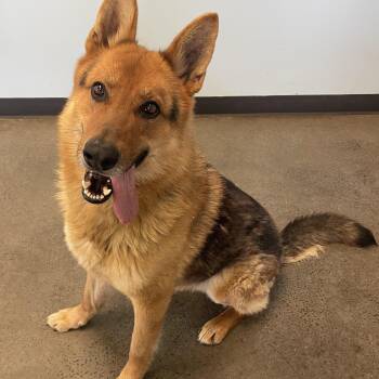 Mixed Breed Dogs Available for Adoption in Mishawaka, Indiana - Webster | PetCurious