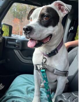 Rescue Pit Bull Terrier Dogs for Adoption in Virginia Beach, Virginia - 176695 Zucchini | PetCurious