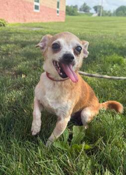 Slim Jim -  Chihuahua Dog for Adoption in Maryville, Missouri - Slim Jim | PetCurious