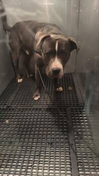Mixed Breed Dogs Available for Adoption in Dallas, Texas - SHAW | PetCurious