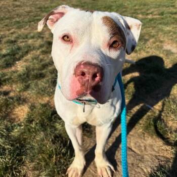 Rescue Mixed Breed Dogs for Adoption in Youngstown, Ohio - Bravo | PetCurious