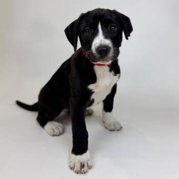 Labrador Retriever and Pit Bull Terrier Dogs Available for Adoption - Tippy | PetCurious