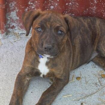 Axl Rose -  German Shepherd Dog and Mixed Breed Dog for Adoption in Olathe, Kansas - Axl Rose | PetCurious