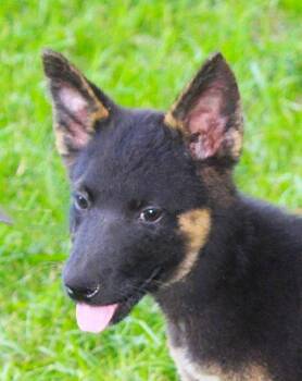 Julz-12wks-Spay Contract Required $425 -  German Shepherd Dog Dog for Adoption in Holly Hill, South Carolina - Julz-12wks-Spay Contract Required $425 | PetCurious