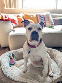 Freckles -  Pit Bull Terrier Dog for Adoption in Pasadena, California - Freckles | PetCurious