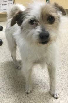 Terrier and Mixed Breed Dogs Available for Adoption - POPPY | PetCurious