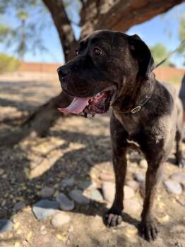 Darla -  Mastiff Dog for Adoption in Glendale, Arizona - Darla | PetCurious