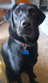 Rescue Black Labrador Retriever Dogs for Adoption in Lisbon, Iowa - Zeus | PetCurious