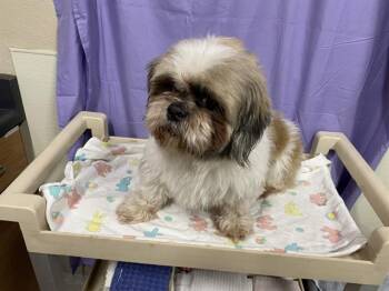 Shih Tzu Dogs Available for Adoption in Modesto, California - A610764 | PetCurious