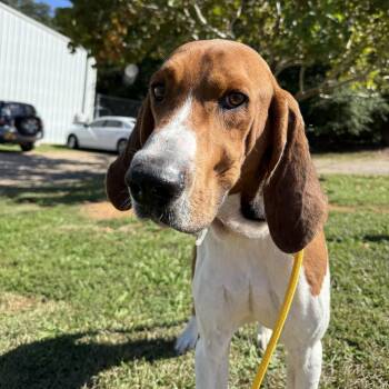 Rescue Treeing Walker Coonhound Dogs for Adoption in Columbia, South Carolina - Neal | PetCurious