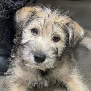 Terrier and Mixed Breed Dogs Available for Adoption - Wooster | PetCurious