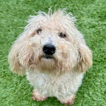Ava -  Mixed Breed Dog for Adoption in Matteson, Illinois - Ava | PetCurious