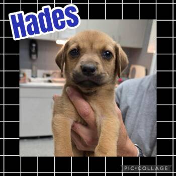 Hades -  Hound and Labrador Retriever Dog for Adoption in Ringwood, New Jersey - Hades | PetCurious