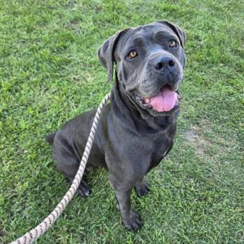 GEORGETTE -  Cane Corso Dog for Adoption in Long Beach, California - GEORGETTE | PetCurious