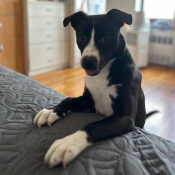 Pit Bull Terrier Dogs Available for Adoption in New York, New York - Lia | PetCurious
