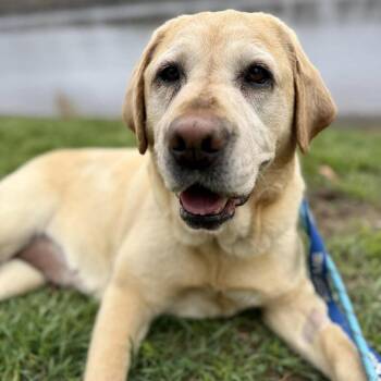Labrador Retriever Dogs Available for Adoption in Groveland, Massachusetts - Pearl | PetCurious