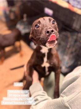 Hound and Dachshund Dogs Available for Adoption in Pottsville, Pennsylvania - Levi | PetCurious