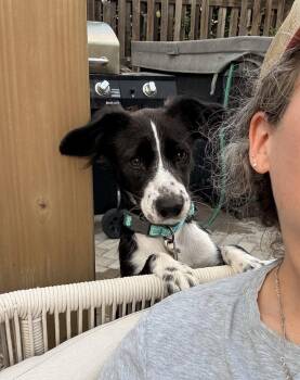 Callie -  Australian Shepherd and Border Collie Dog for Adoption in Denver, Colorado - Callie | PetCurious