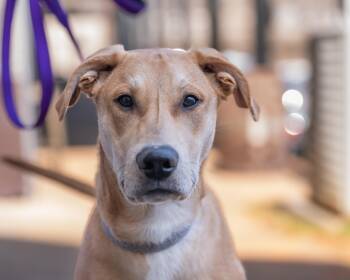 Shepherd and Labrador Retriever Dogs Available for Adoption - Ace | PetCurious