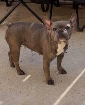 Finn -  French Bulldog Dog for Adoption in Gainesville, Virginia - Finn | PetCurious