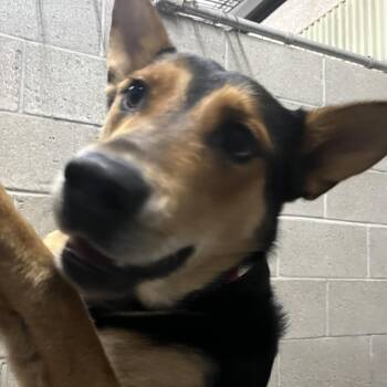 Shepherd and Mixed Breed Dogs Available for Adoption in Yuma, Arizona - Stewie | PetCurious