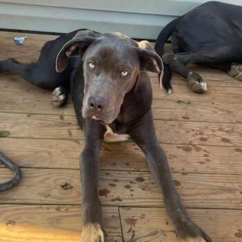 Great Dane Dogs Available for Adoption in Roanoke, Virginia - Lizzy | PetCurious
