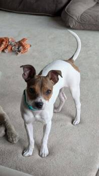 Jack Russell Terrier and Chihuahua Dogs Available for Adoption - Mindy | PetCurious