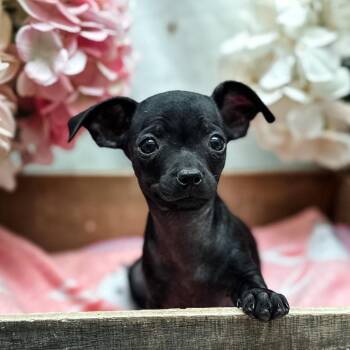 Piglet -  Chihuahua Dog for Adoption in Newberg, Oregon - Piglet | PetCurious