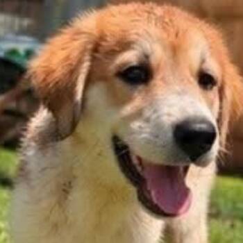 Ali Oopsie Daisy -  Great Pyrenees and American Bully Dog for Adoption in Pine Mountain Club, California - Ali Oopsie Daisy | PetCurious