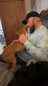 Hawthorn -  Chihuahua and Italian Greyhound Dog for Adoption in New Baltimore, Michigan - Hawthorn | PetCurious