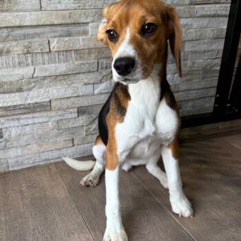Queso 8373 aka Lila -  Beagle Dog for Adoption in Loxahatchee Groves, Florida - Queso 8373 Aka Lila | PetCurious
