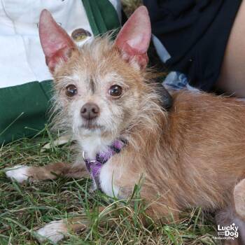 Jipsy -  Chihuahua Dog for Adoption in Washington, District Of Columbia - Jipsy | PetCurious