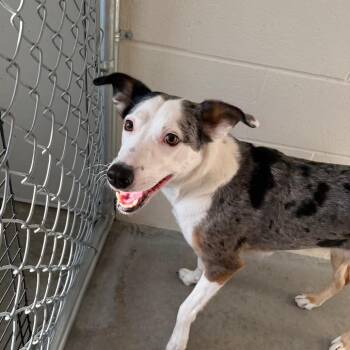 Border Collie and Catahoula Leopard Dog Dogs Available for Adoption - Luna | PetCurious