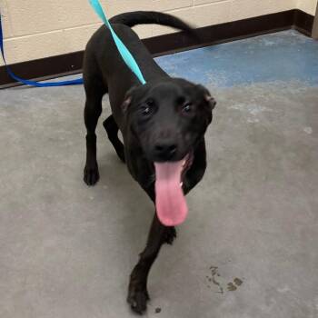 Mixed Breed Dogs Available for Adoption - NALA | PetCurious