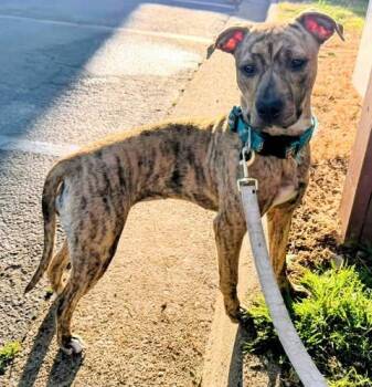 Nova -  Pit Bull Terrier Dog for Adoption in Zuni, Virginia - Nova | PetCurious