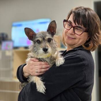 Rescue Terrier Dogs for Adoption in Houston, Texas - Destiny | PetCurious