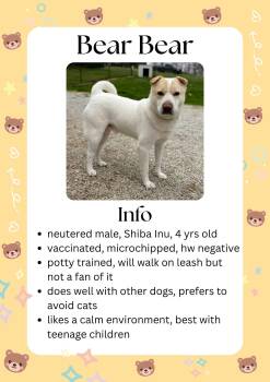 Shiba Inu and Mixed Breed Dogs Available for Adoption in Greensburg, Indiana - Bear Bear  | PetCurious