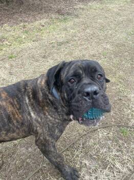 Mastiff Dogs Available for Adoption - Odin | PetCurious