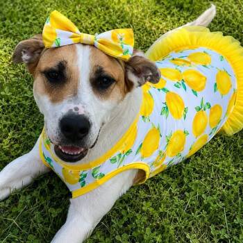 Lemon -  Mixed Breed Dog for Adoption in Warren, Ohio - Lemon | PetCurious