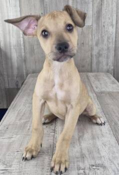 Hamm -  Mixed Breed Dog for Adoption in Shreveport, Louisiana - Hamm | PetCurious