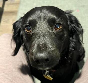 Vader -  Cocker Spaniel and Labrador Retriever Dog for Adoption in Paris, Kentucky - Vader | PetCurious