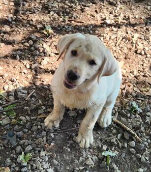 Blossom -  Labrador Retriever Dog for Adoption in Liberty Center, Ohio - Blossom | PetCurious