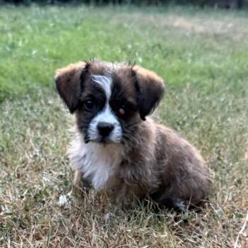 Pearl 26-08-003 -  Mixed Breed Dog for Adoption in Bastrop, Texas - Pearl 26-08-003 | PetCurious