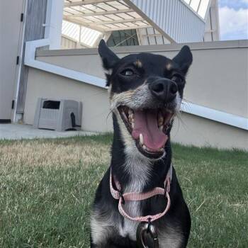 Little Bit -  Mixed Breed Dog for Adoption in Bentonville, Arkansas - Little Bit | PetCurious
